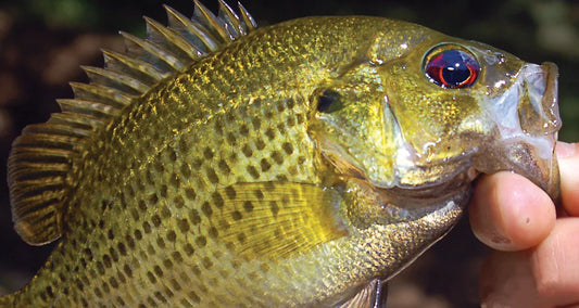 Know Your Creek Critters: The 4 Types of Rock Bass and How to Spot ‘Em