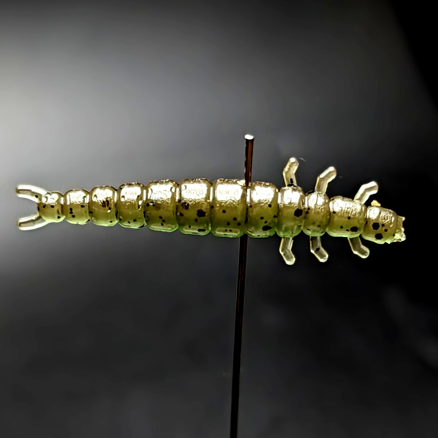 Jar of 1.3" Caddis Fly Larvae "Stream Weaver"