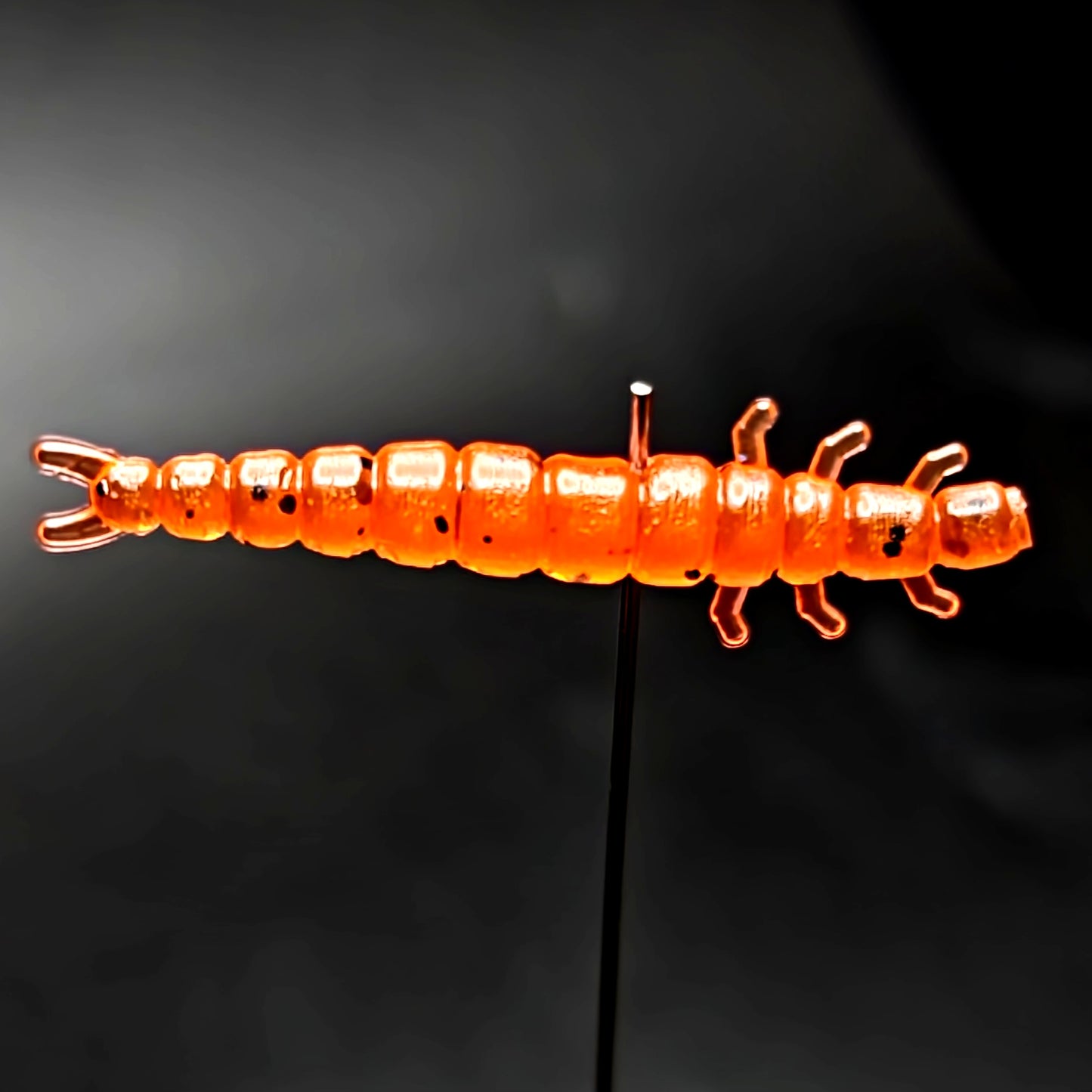 Jar of 1.3" Caddis Fly Larvae "Stream Weaver"