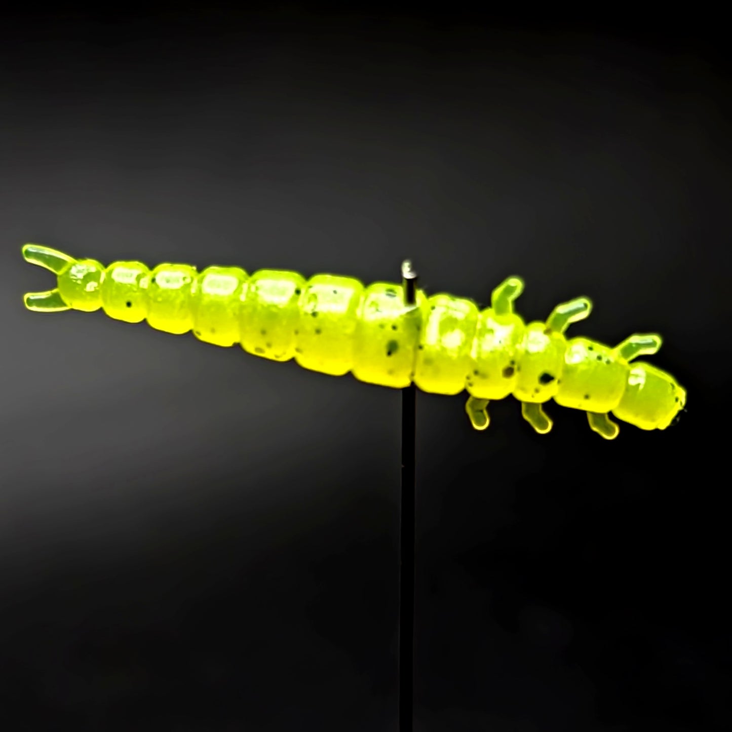 Jar of 1.3" Caddis Fly Larvae "Stream Weaver"