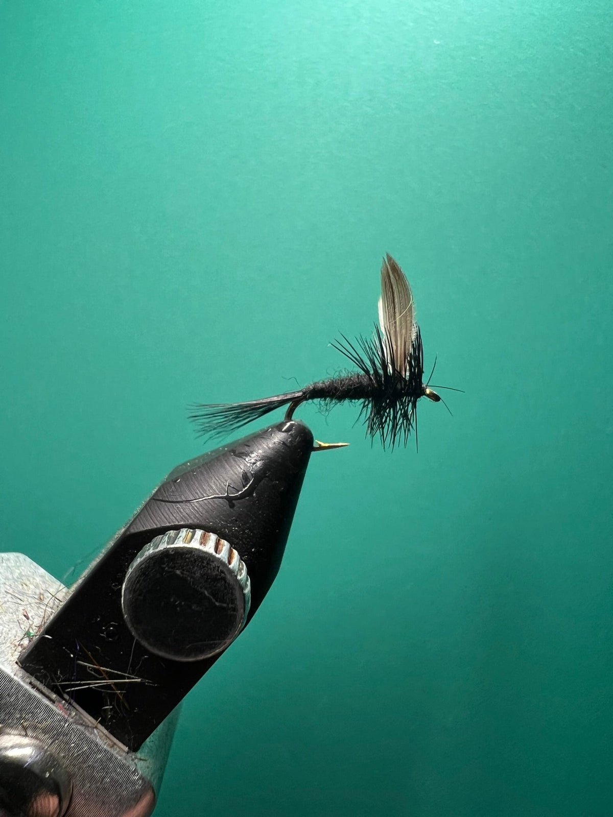 Black Gnat