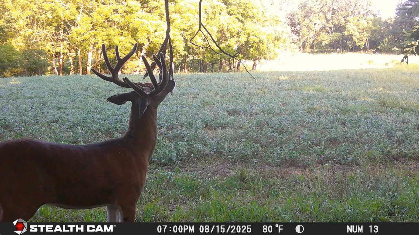 Scrape King | Buck Preorbital Gland