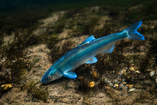 Species Spotlight: Spotfin Chub | Creek Life Lure Co.