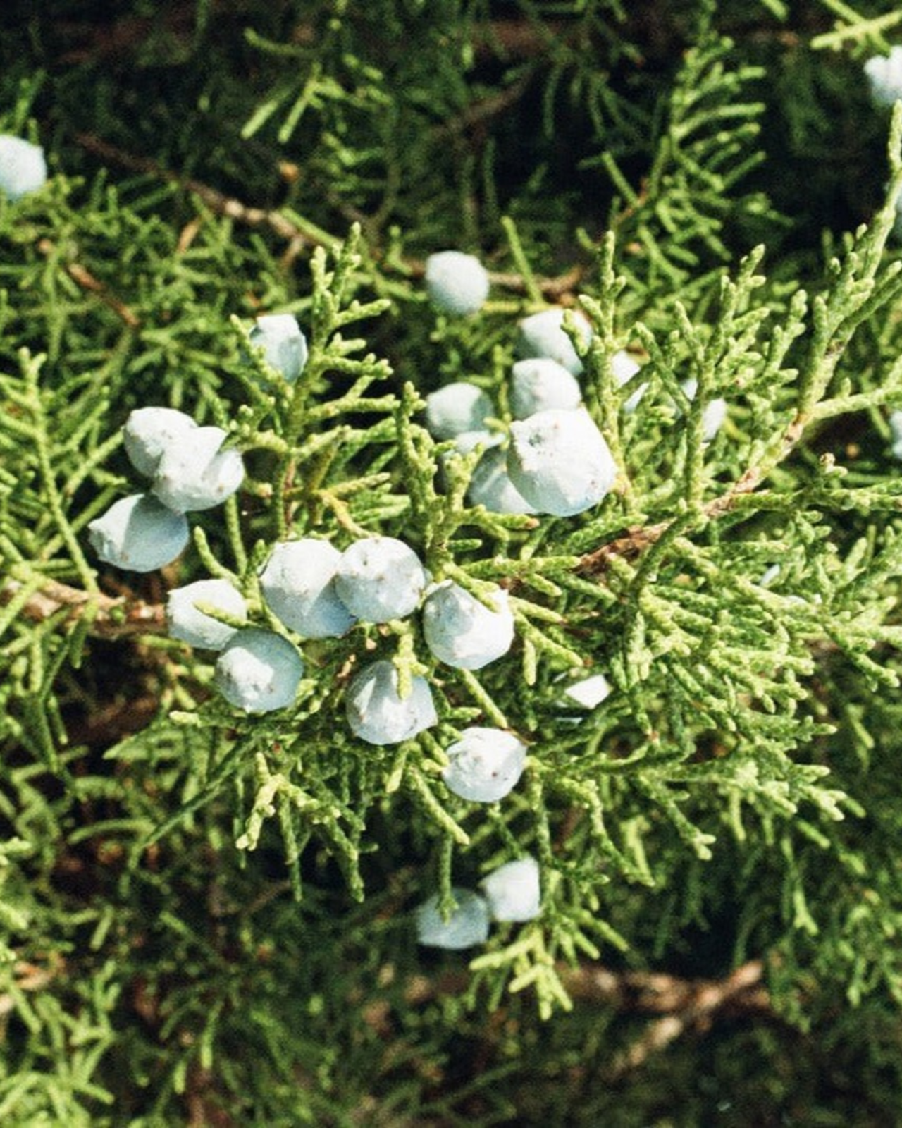 California Juniper Campfire Incense (20 Sticks) 3-Pack