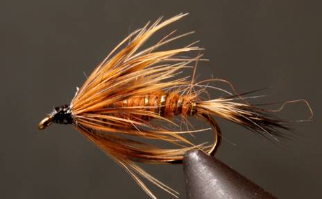 Red Fox Squirrel Nymph