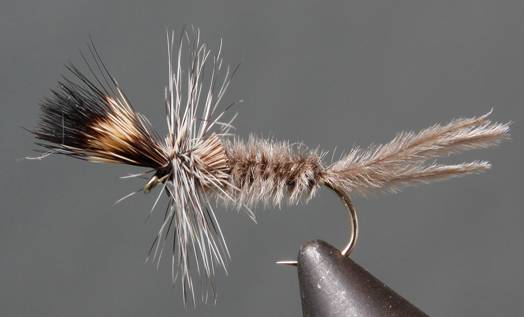 Callibaetis - Cripple