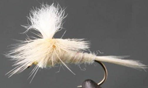 Parachute Light Cahill