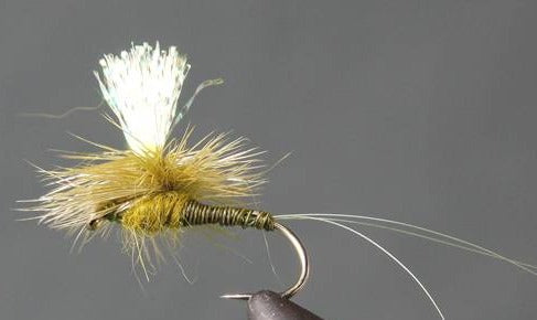 Parachute Crystal Drake - Olive