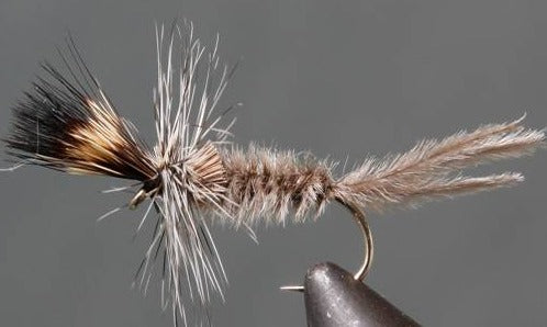 Crane Fly Larva - Grey