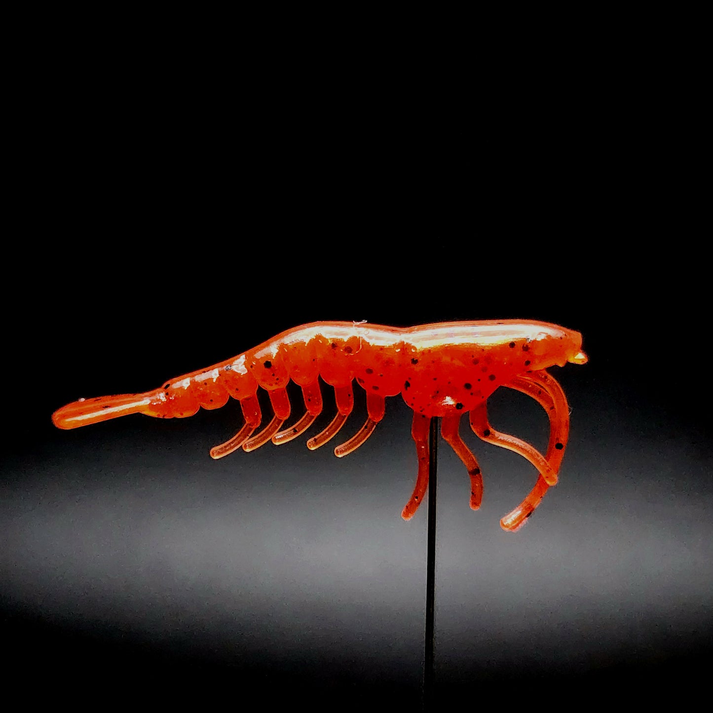 1.8" Shrimp "The Holler Hopper"