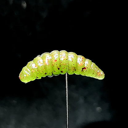 Jar of 1" Waxworm "The Tater Bug"