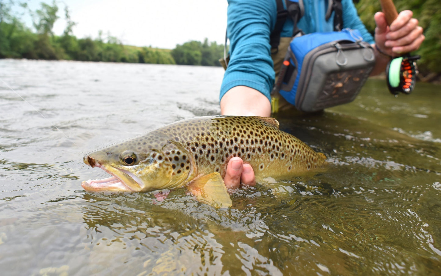 Light Hendrickson Classic Dry Fly - 6 Flies Size 14
