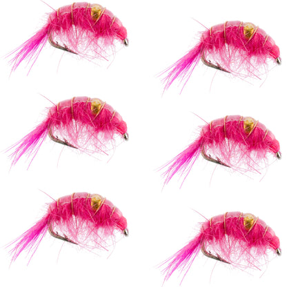 Pink Beaded Shrimp Scud Pattern - 6 Flies - Size 16 - Tailwater Lake Fly Fishing Nymph