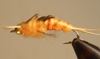 BH Giant Stonefly Nymphs