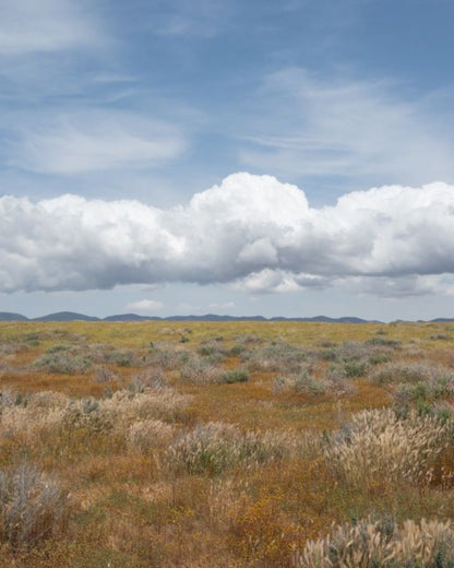 Sweetgrass Campfire Incense (20 Sticks) 3-Pack