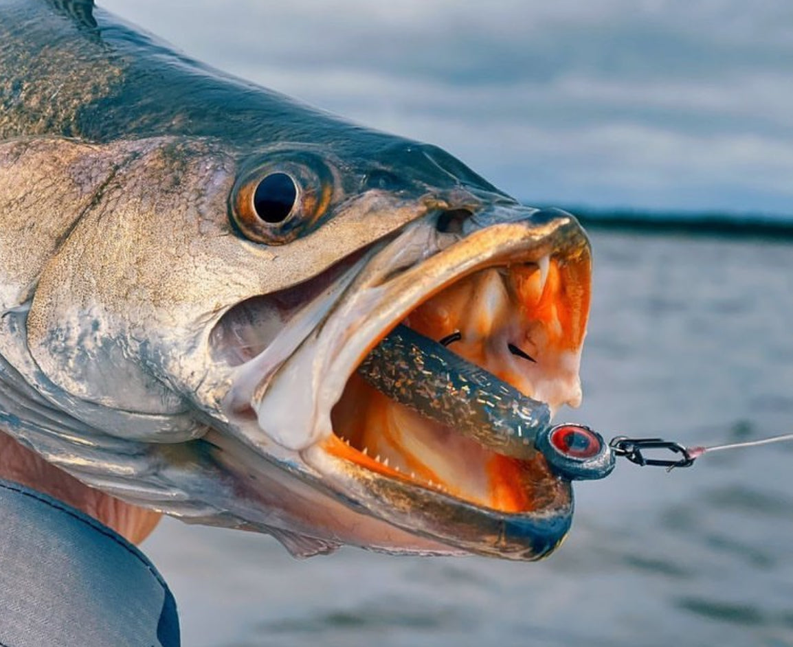 Topwater Co Speed Clips (15-45-70-120lbs)