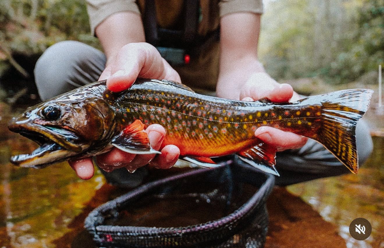 Native Bow Net