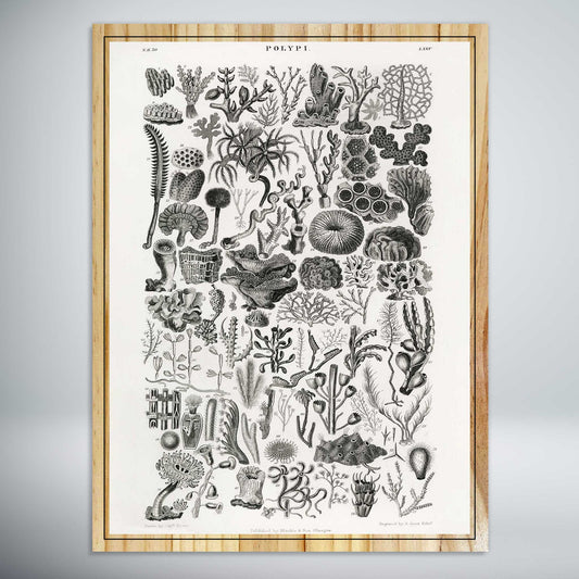 Polypi (Coral) by Oliver Goldsmith