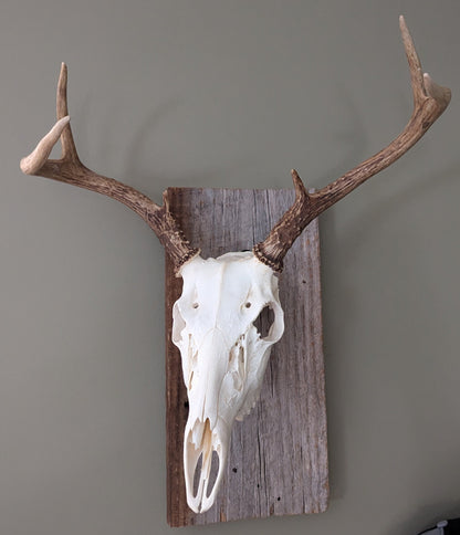 Rotatable Euro Mount