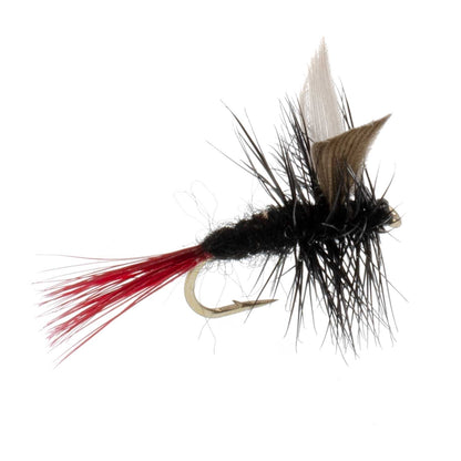 Red-Tailed Black Gnat Classic Dry Fly - 6 Flies Size 16