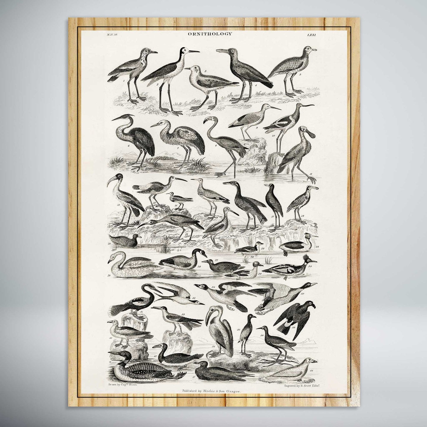 Ornithology Water Birds by Oliver Goldsmith