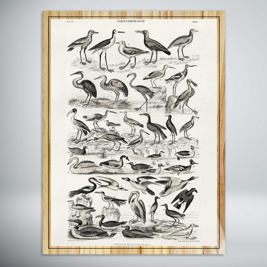 Ornithology Water Birds by Oliver Goldsmith