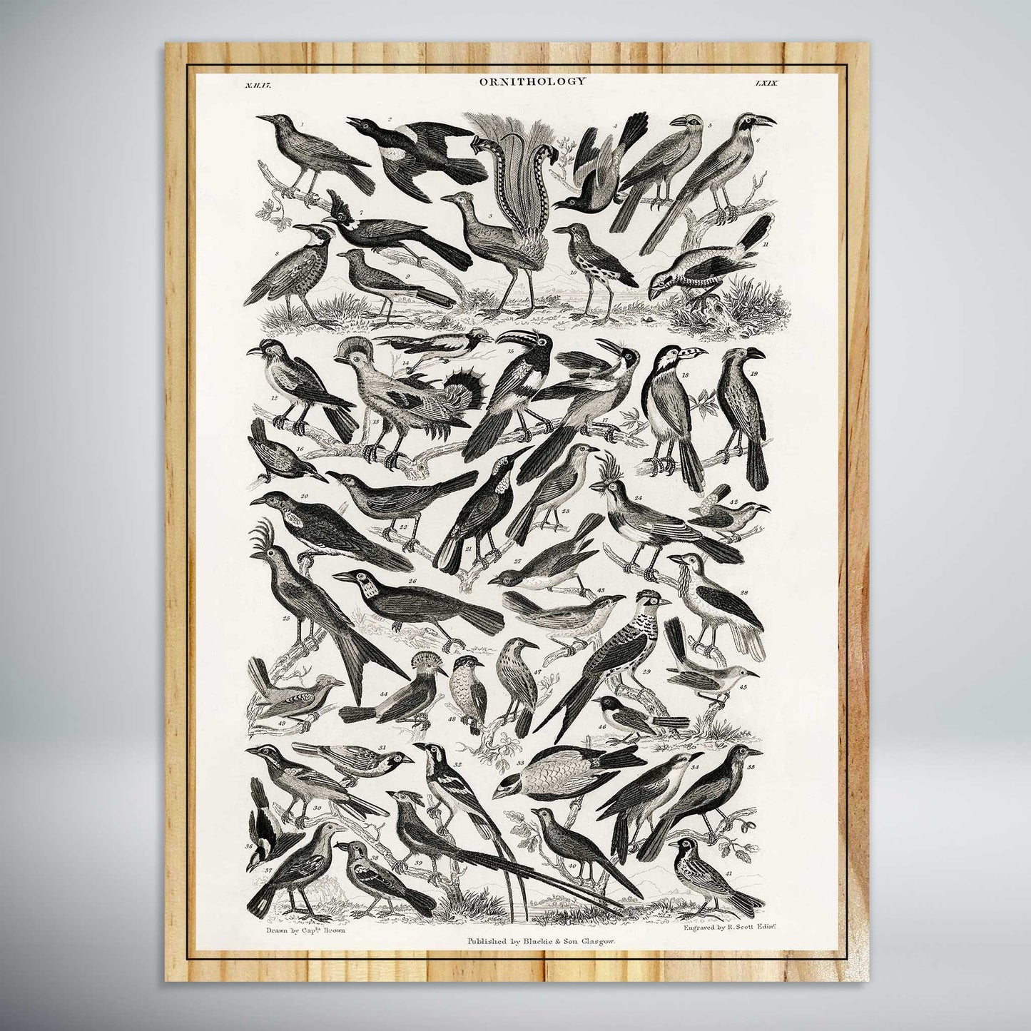 Ornithology by Oliver Goldsmith