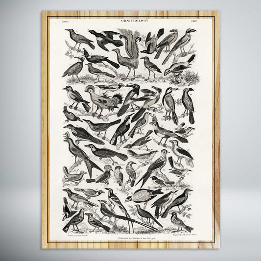 Ornithology by Oliver Goldsmith