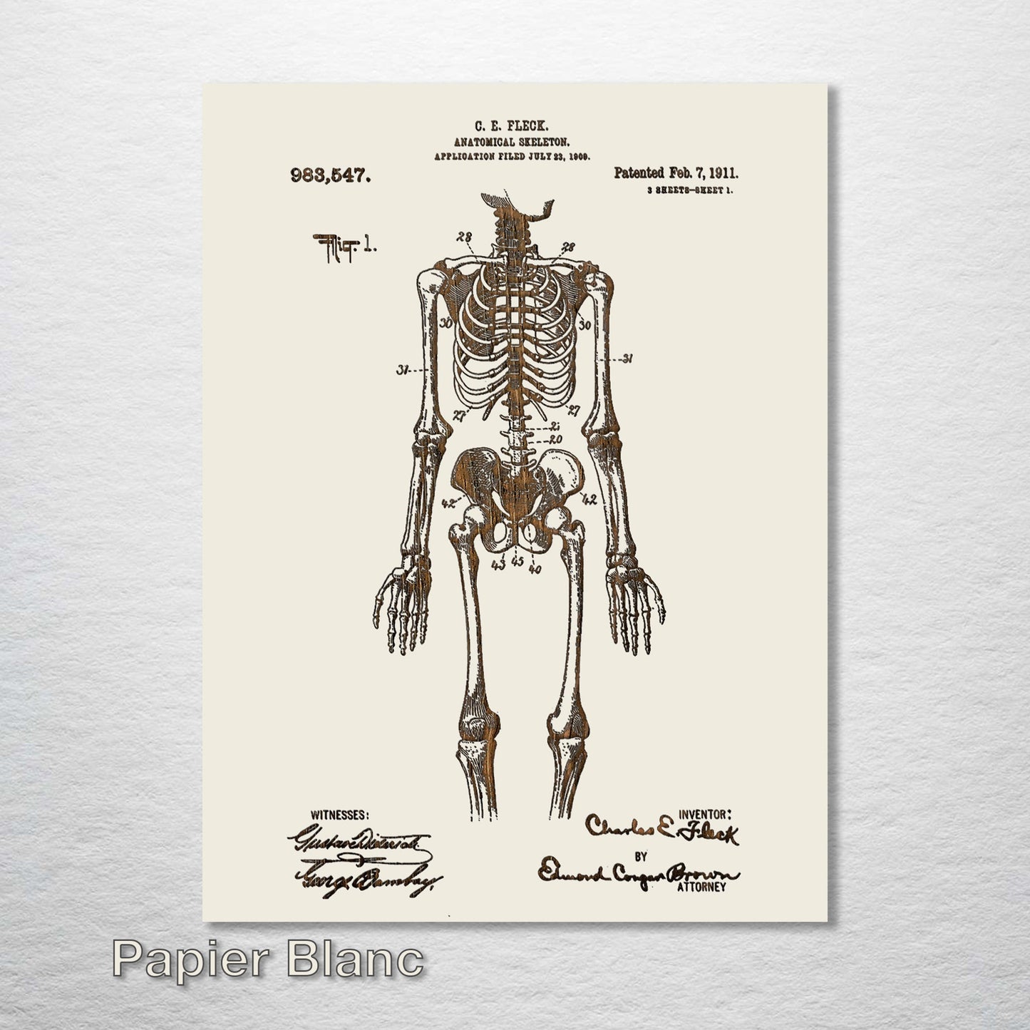 1911 Anatomical Skeleton Patent