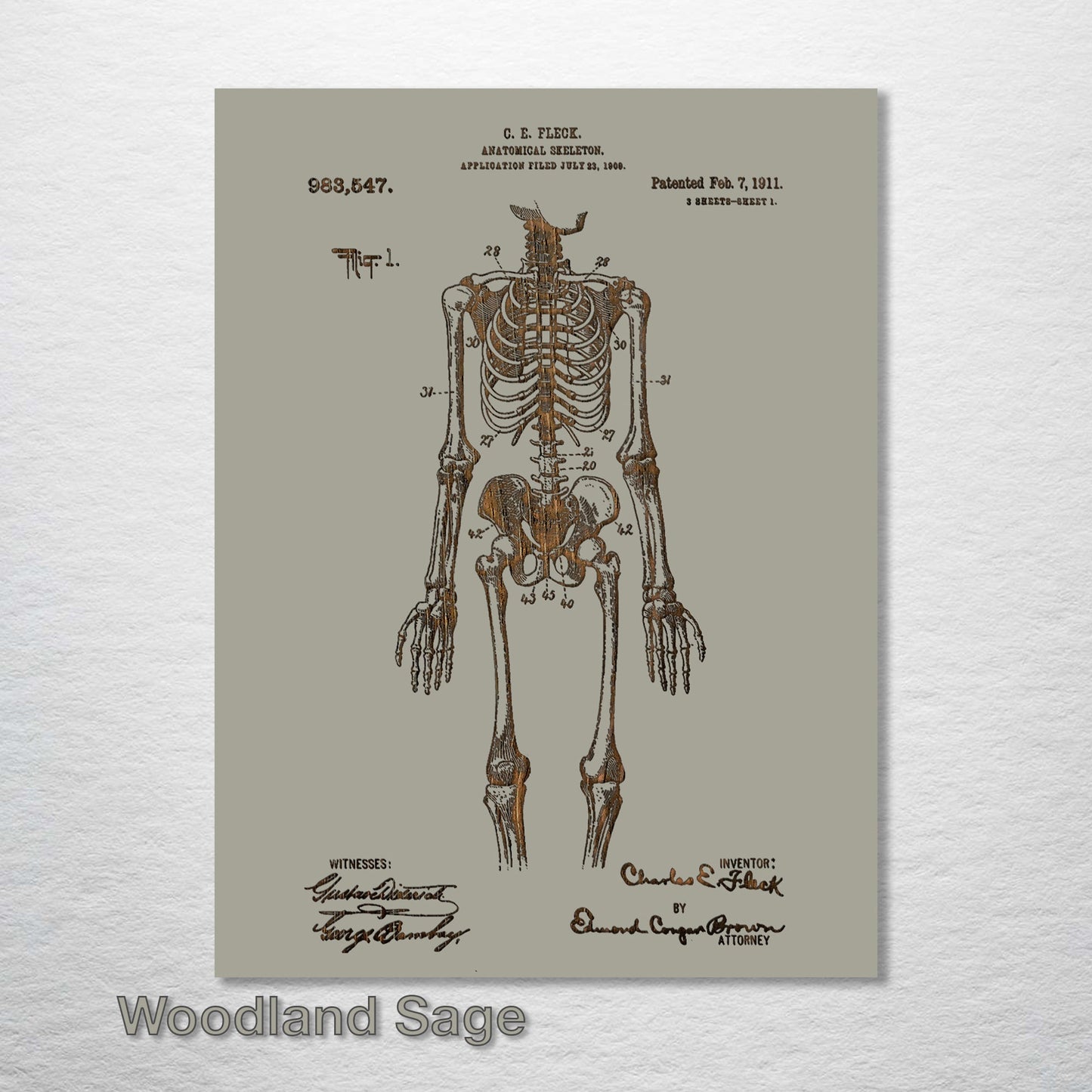 1911 Anatomical Skeleton Patent