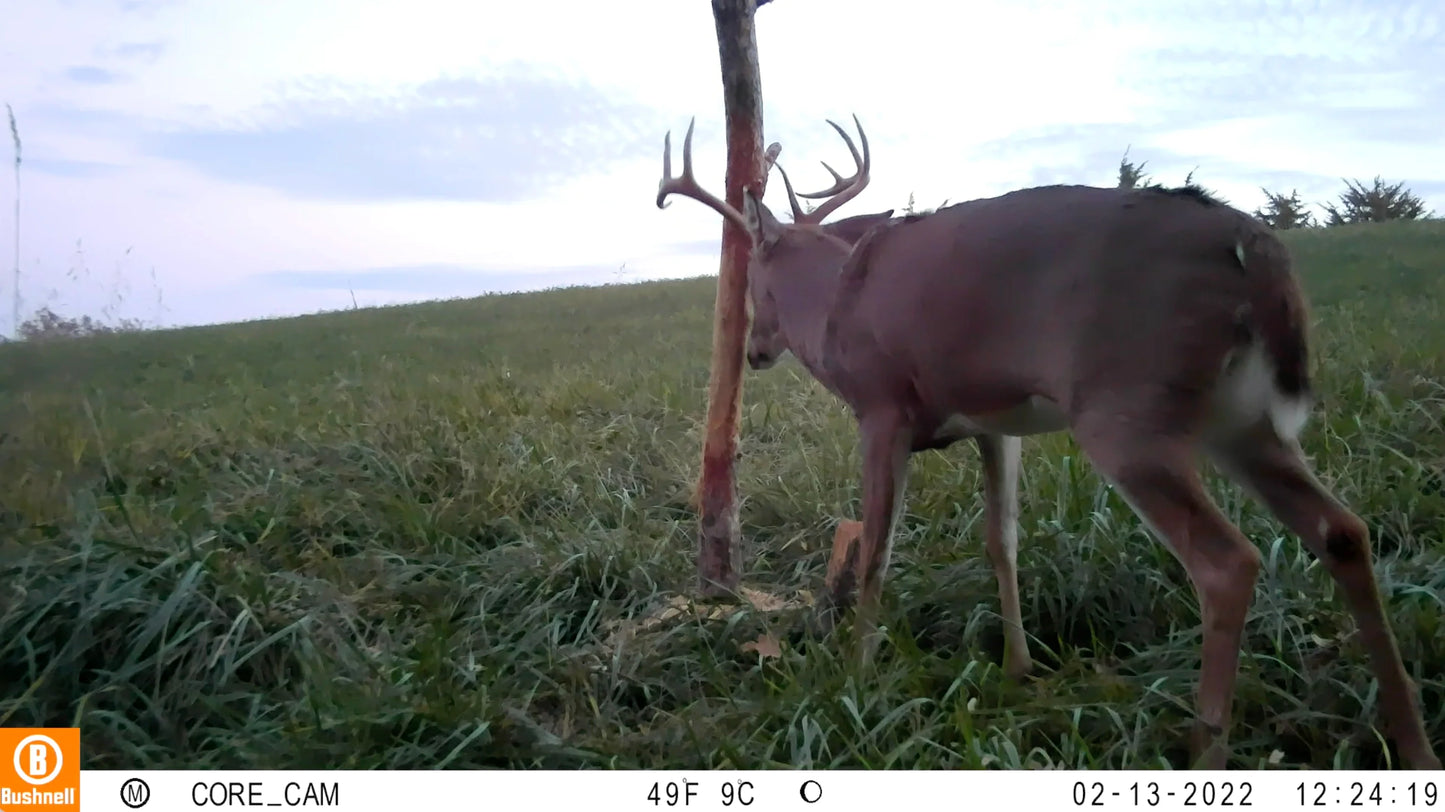 Buck Junkie | Buck Preorbital/Forehead/Salivary Glands