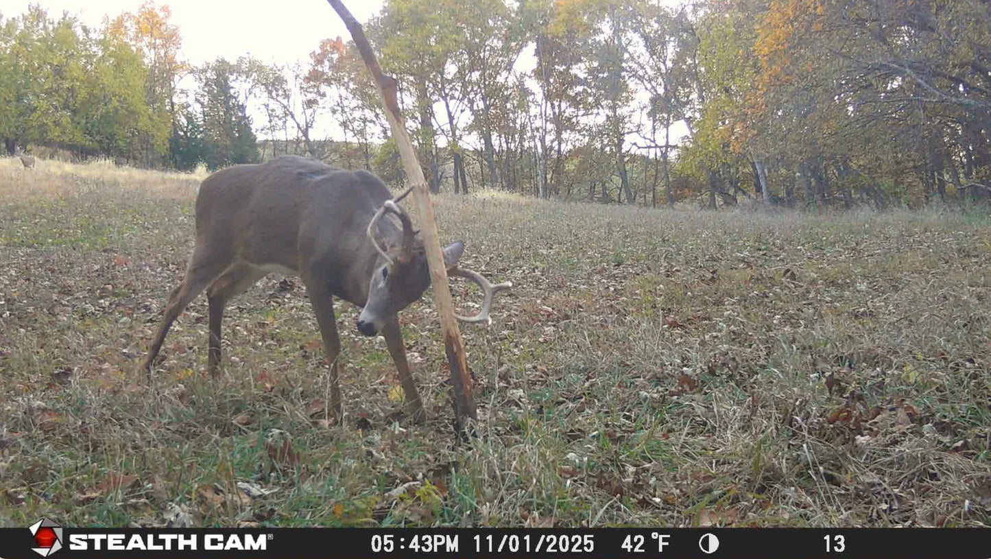 The Rub Tree System | Great for Scrapes Too! | Early Season - Post Rut