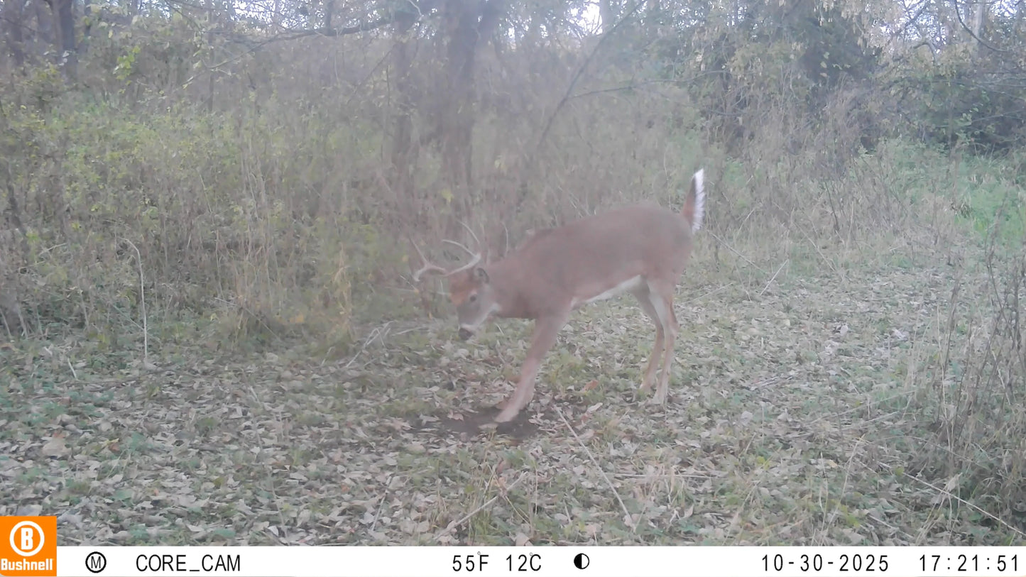 Scrape Addict | 5 Glands from bucks and does