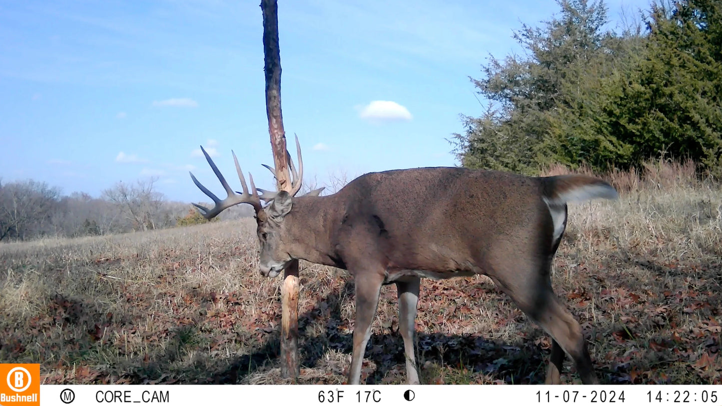 Buck Junkie | Buck Preorbital/Forehead/Salivary Glands