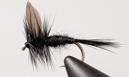 Black Gnat - Black Tail or Red Tail