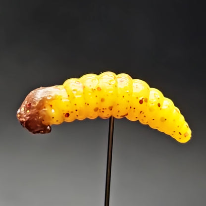 1" Realistic Waxworm "The Tater Bug"